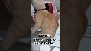 Gregetan lihat kucing oyen kalo becanda [upl. by Berkshire]