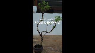 Aralia Plant Mame Bonsai [upl. by Anilef]