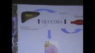 REGULACIÓN HORMONAL DEL METABOLISMO DE LOS CARBOHI [upl. by Anuaek]