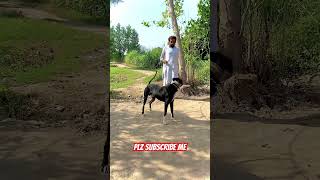 Pakistani dog famous dog [upl. by Martinson69]