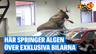 Älgen går bärsärk i garaget i Fjärås [upl. by Aralomo973]