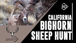 2019 California Bighorn Sheep hunt in Utahs Newfoundland Mountains [upl. by Wittie]