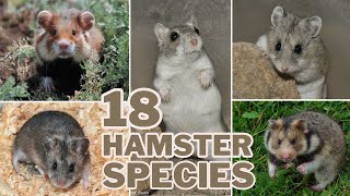 Meet the 18 Hamster Species 🐹 [upl. by Nnylaehs]