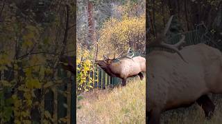 Aspen leaves are an important spring summer and fall food source for elk [upl. by Mahgirb]