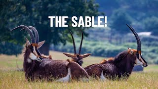 Meet the BarrelChested Sable Antelope [upl. by Midge]