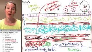 Digestive histology 5 Adventitia serosa [upl. by Asilenna394]