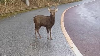 【独自】 “沖縄本島にいないはずのシカ”徹底追跡 「5頭飼っていた」と取材に答えた施設「2頭だった、去年死んだ」と訂正…深まる謎 繁殖すれば固有種豊かな「やんばるの森」に危機 [upl. by Peale]