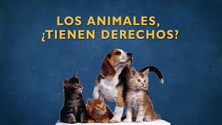 Los animales ¿tienen derechos [upl. by Haya]