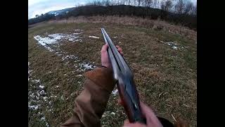 Pheasant and duck hunting vid with our Brittany [upl. by Yrek]