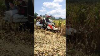 KOMBI SAWAH KUBOTA HEADER JAGUNG eps 112 short shortvideo kombisawah kubota [upl. by Tegdig197]