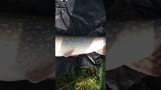 A Shropshire union canal low double figure pike [upl. by Assylem]