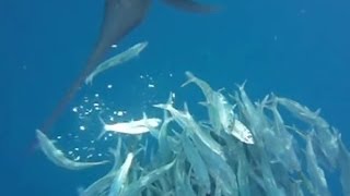 Sailfish Hunting Sardines Normal amp Slow Motion Attacks [upl. by Criswell]