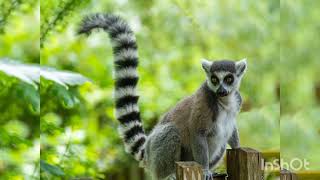 ringtail cat  ring tail flipper ringtail lemur  ringtail racoon curious fact of ringtail 🐁🦝🦝 [upl. by Connolly199]