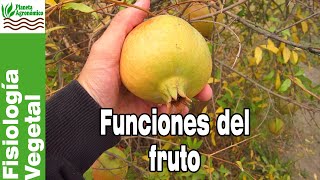 Las FUNCIONES DEL FRUTO 🍎🍐 y cómo le podemos sacar provecho para nuestra huerta [upl. by Mensch475]