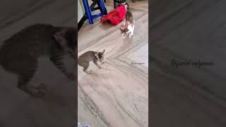 quotBattle for Affection Cat vs Kittenquot [upl. by Bevvy]