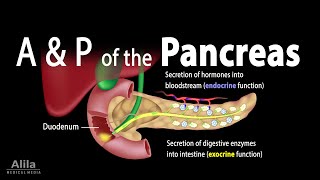 Anatomy and Physiology of the Pancreas Animation [upl. by Cotsen545]