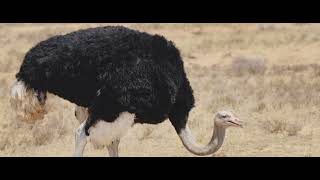 Ostrich sound effectThe largest bird [upl. by Bern]