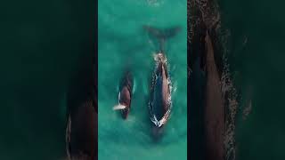 Humpback Family Sunday Cruise Southampton NY [upl. by Pellet327]