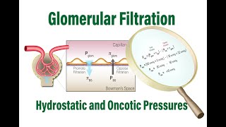 How Glomerular Filtration Rate is Determined by Hydrostatic and Oncotic Pressures [upl. by Noonberg]