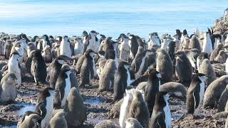 Chinstrap Penguins Gone Wild A Predator a Petrel is Found In the Group They Peck Into Action [upl. by Wehttam176]