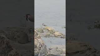 A Redwattled lapwing bird shortsfeed nature Redwattled lapwingyoutube jalpaiguri teespera [upl. by Barbur]