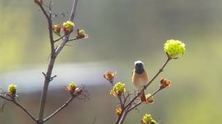 Paprastoji raudonuodegė  Common Redstart song HD [upl. by Adyam173]