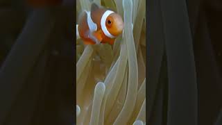 Finding NEMO in an anemoneneanemmenemoneanemone Shorts [upl. by Rosemaria]