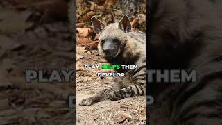 Hyena Female Dominance Natures Plot Twist 🐾 shorts [upl. by Eilraep]