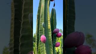 Night  Blooming Cactus What Do You Call This Fruit satisfying shot [upl. by Rene]