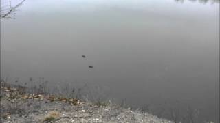 Waterfall in Mohawk River at Peebles Island with ducks [upl. by Oiralednac30]