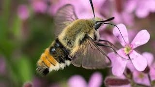 Бабочка похожая на колибри – бражник шмелевидка Hemaris tityus Bee Hawkmoth МО август [upl. by Essilevi164]