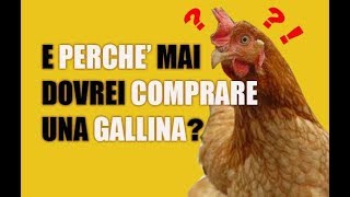 E perchè mai dovrei comprare una gallina [upl. by Yasdnil856]