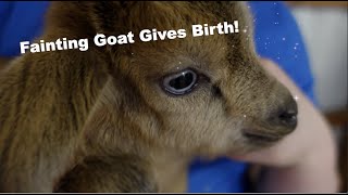 Fainting Goat Gives Birth Blue Eyed Bucklings [upl. by Eisler694]