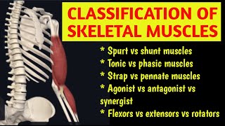 CLASSIFICATION OF SKELETAL MUSCLESSPURT SHUNT FUSIFORM PENNATE हिंदी  2024 musclesurdu [upl. by Ahsimat]