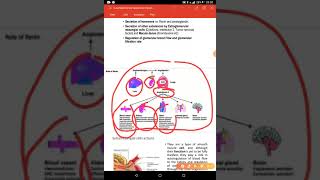 c Juxtaglomerular Apparatus [upl. by Sikorski]