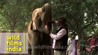 Man pats his elephant before selling him checks if her teeth are clean sad moment in India [upl. by Beverlie]