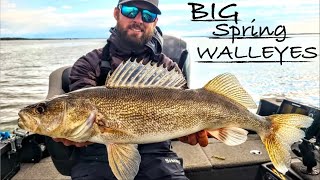 Catching TONS of Big Spring Walleyes on Minnesota Opener [upl. by Emorej]