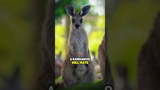 Kangaroos Incredible Reproductive Superpower BackUp Babies animals facts [upl. by Adnirim926]