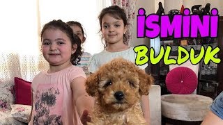 YENİ KÖPEĞİMİZİN İSMİNİ BULDUK  Hoverboarda Binen İlk Köpek [upl. by Yralih978]