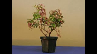 Andromeda Pieris Bonsai Tree  Pieris japonica is a common garden species [upl. by Dibrin]