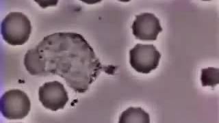 خلايا الدم البيضاء تهاجم جسم غريببكترياWhite cell engulfing bacteria [upl. by Ellynad]