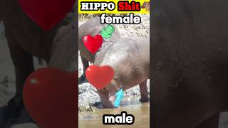 জলহস্তী 🦛😱hippo shorts viral tandafacts [upl. by Sally]