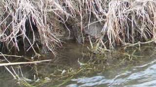 Muskrat Trapping [upl. by Rutherfurd]