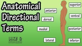 Anatomical Positions and Directional Terms  with easy tricks  Anatomy with dr faiza [upl. by Idnahk]