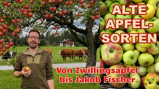 Alte Apfelsorten für Streuobstwiesen Zwillingsapfel Jakob Fischer Kronprinz Rudolf apfelsorten [upl. by Marrin]