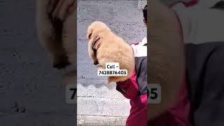 Golden retriever puppies for sale in Delhi ncr song music jubinnautiyal pugpals pointerpuppy [upl. by Haida251]