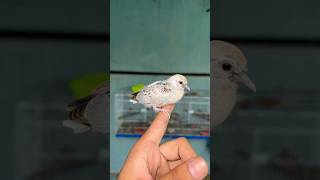 Dove chicks nest se bahir aa gye [upl. by Aniluap]