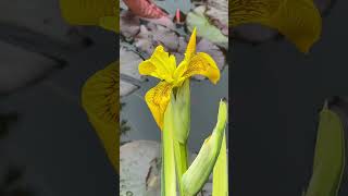 Iris pseudacorus Variegata for small ponds [upl. by Yreffej]