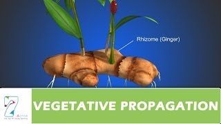 VEGETATIVE PROPAGATION [upl. by Imef692]