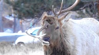 Unicorn Bull Elk in Estes Park  Bull Elk With Broken Antler [upl. by Ayana]